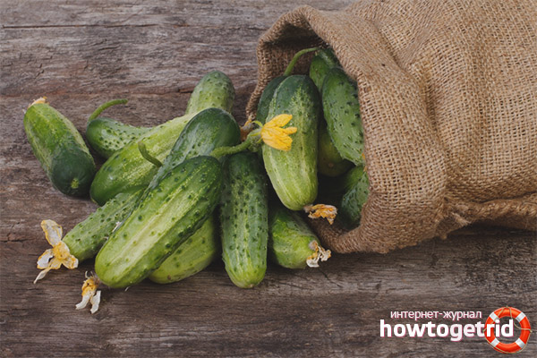 Useful properties and contraindications of cucumbers
