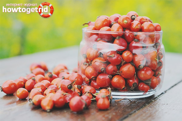 Useful properties and contraindications of rose hips