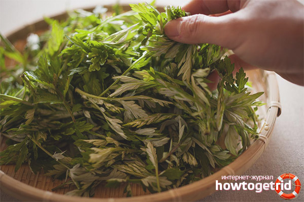 Contraindications for wormwood