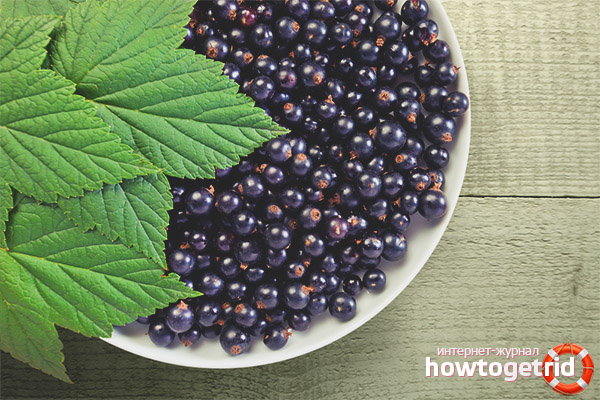 Schwarze Johannisbeere für Kinder