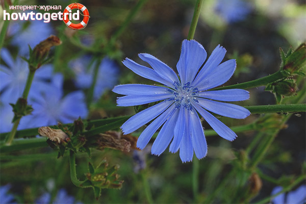 Chicory in cosmetology