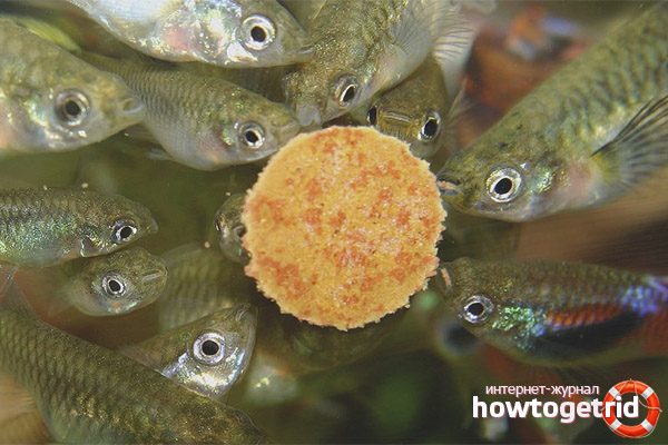 Wie und was man Guppy-Fische füttert