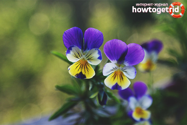 Therapeutic properties and contraindications of violet tricolor