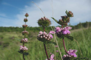 Medicinal properties and contraindications zopnik