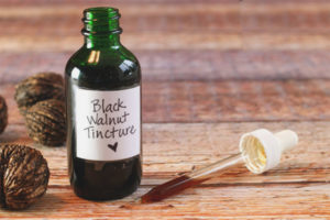 Black Walnut Tincture