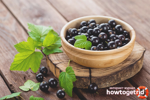 Nützliche Eigenschaften und Kontraindikationen der schwarzen Johannisbeere