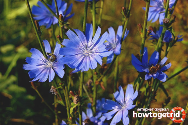 The benefits of chicory for the human body