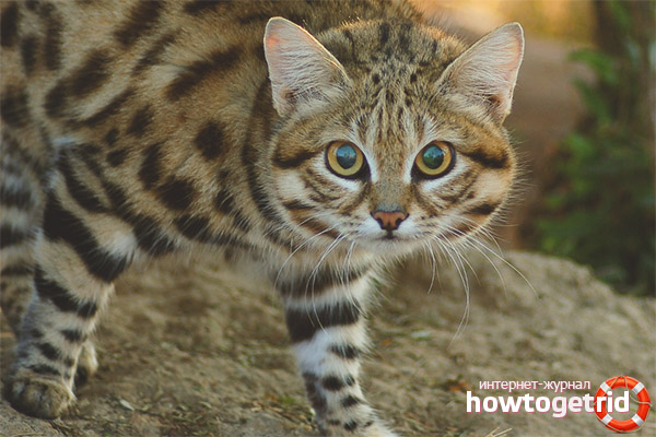 African black-footed cat