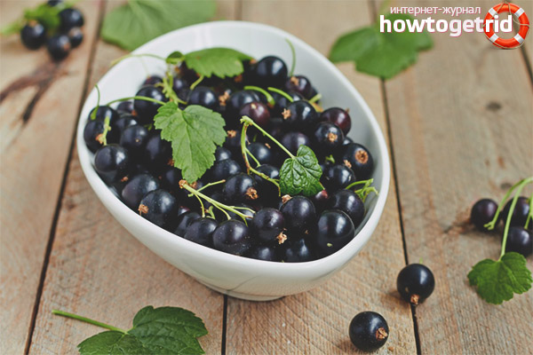 Blackcurrant for breastfeeding