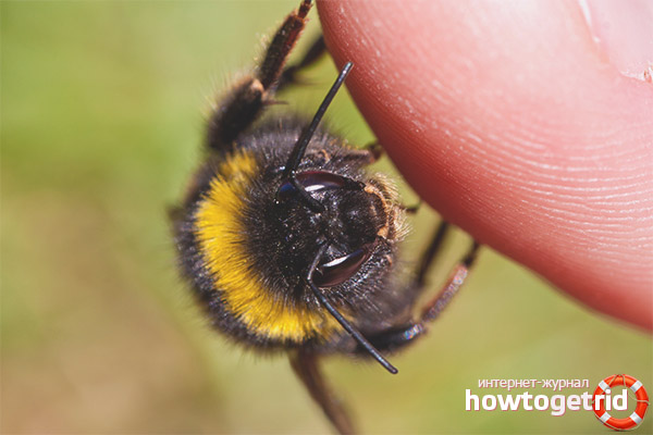 What to do if a bumblebee bit