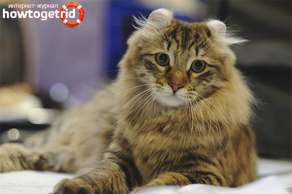 American Curl Character