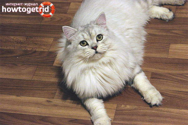 British longhair cat character