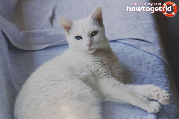 Khao mani cat character