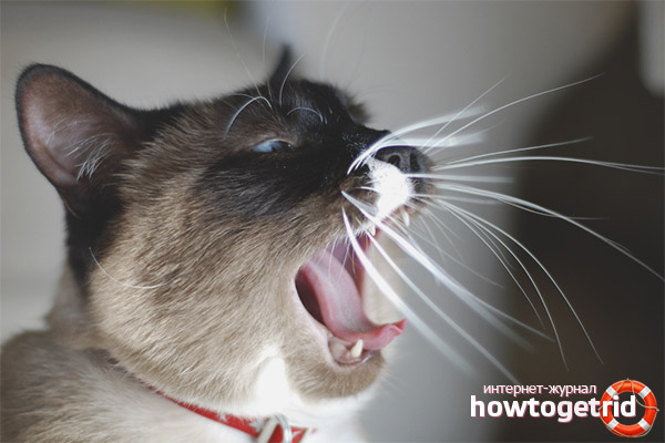 Snow shu cat character