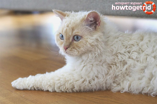 Selkirk Rex Character