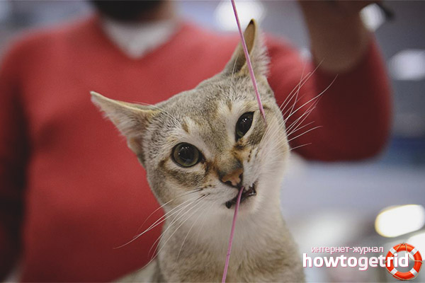 Character of Singaporean cats