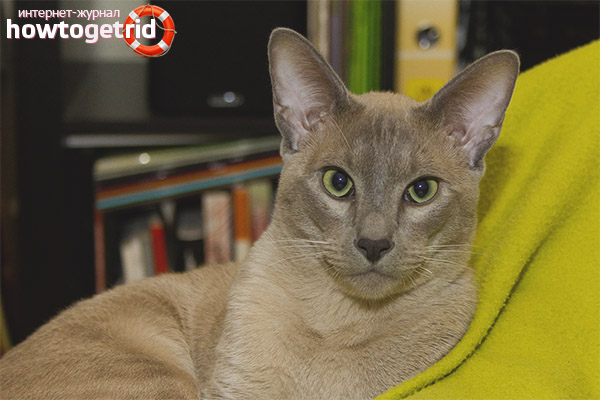 Tonkin cat character