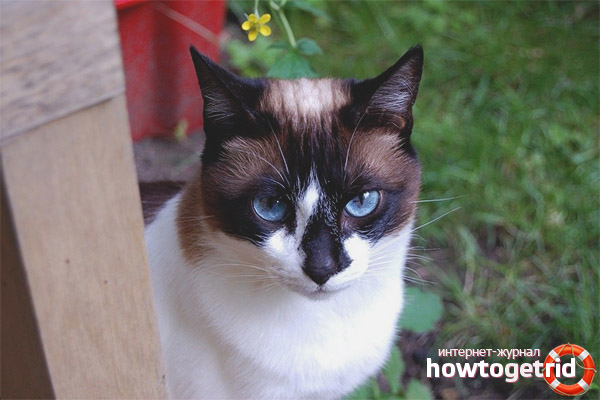 Characteristics of snow shu