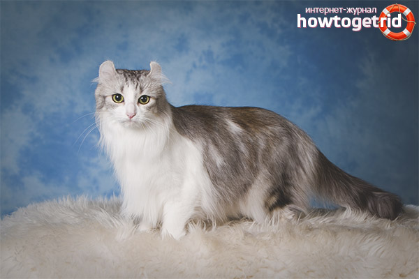 How to Care for an American Curl