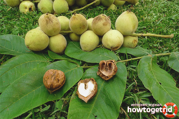 Manchurian walnut in folk medicine