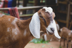Nubian goat breed