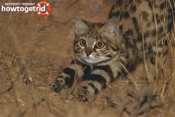 African black-footed cat lifestyle