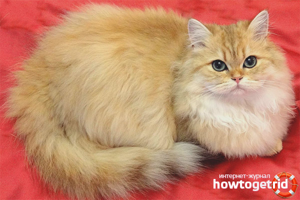 British Longhair cat colors