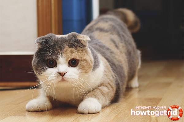 Scottish fold cat colors