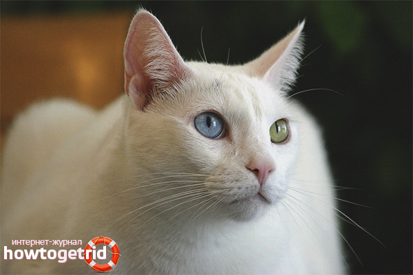 Description of Khao Mani cat