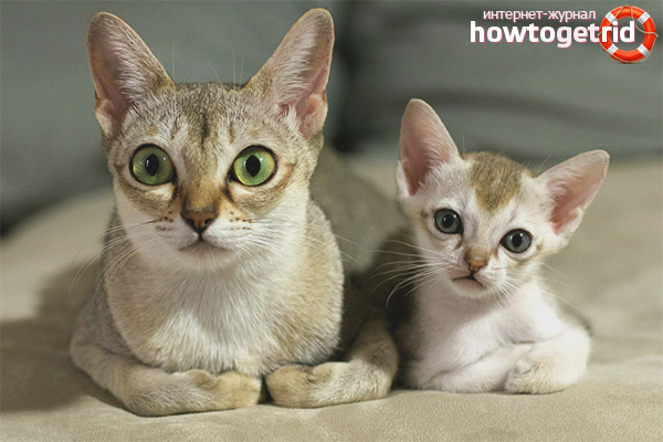 Description of the breed of Singapore cats