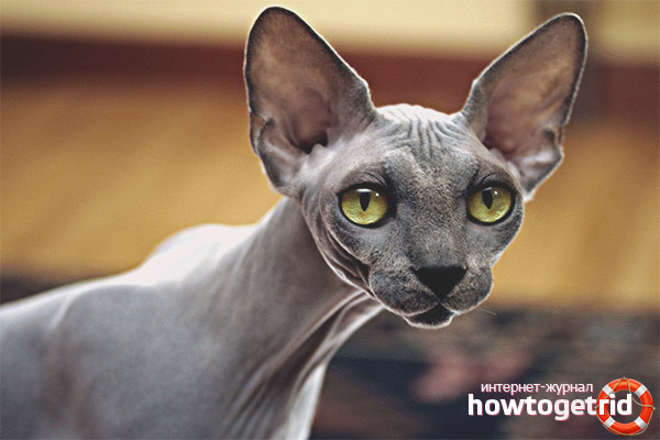 Cat breed canadian sphynx
