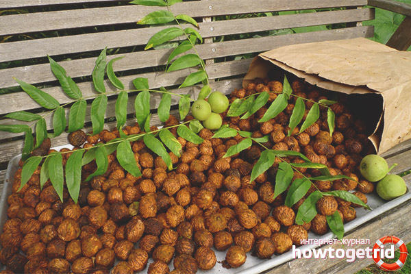 Manchurian walnut contraindications