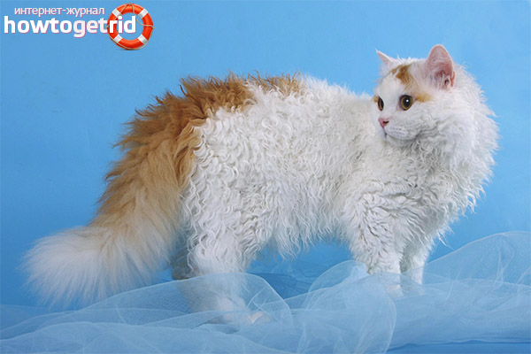 Selkirk Rex