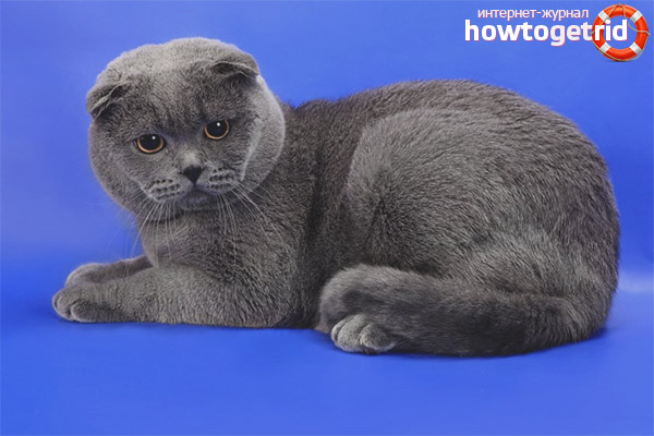 Scottish fold cat