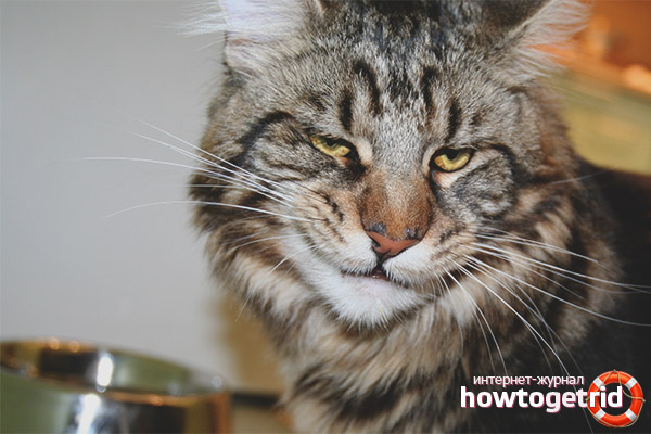 How much Maine Coons eat