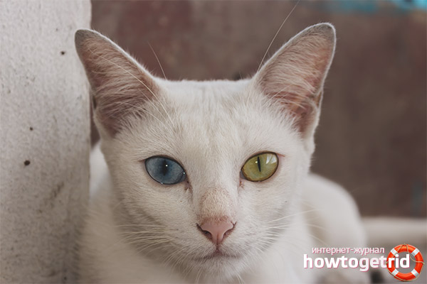 Care and maintenance of a kao mani cat