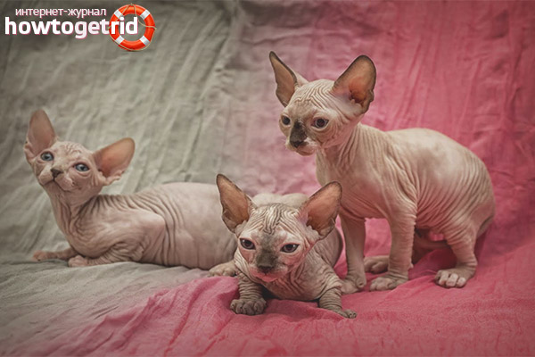 Caring for the Canadian Sphinx