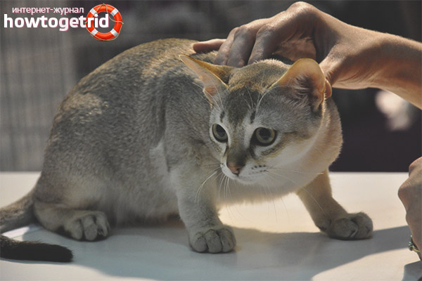 Caring for singapore cats