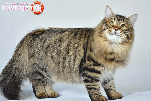 The appearance of a Siberian cat