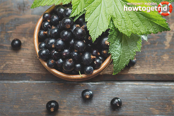The harm of black currant when breastfeeding
