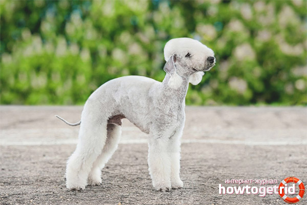 Bedlington terrier