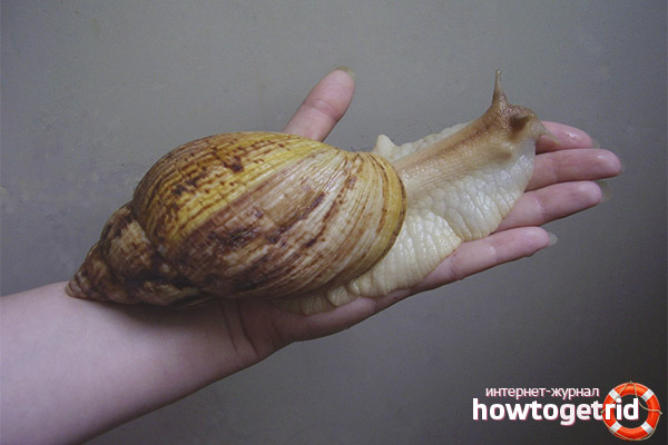 Escargot domestique Achatina