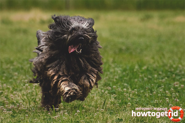 Bergamo Shepherd Dog Training