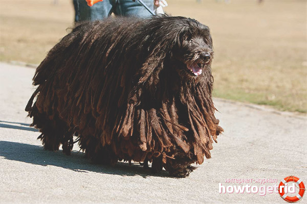 Bergamo Shepherd Character