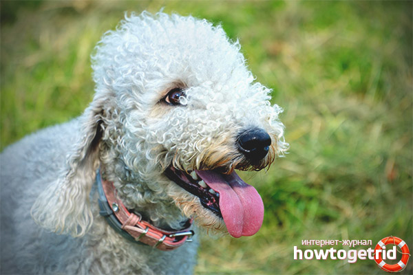 The nature and behavior of Bedlington Terriers