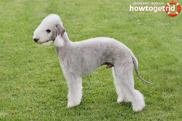 Characteristics of the appearance of the bedlington terrier