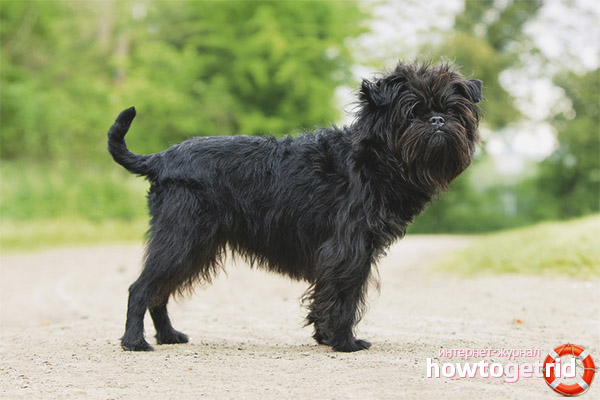 Characteristics of the Affenpincher