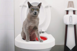 How to train a cat to the toilet