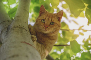 How to remove a cat from a tree