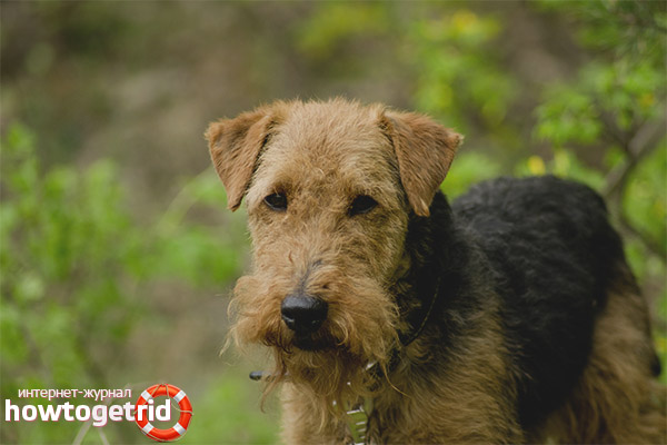 How to care for a welsh terrier